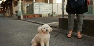 Hochzeitsgast Kleider Damen: Entdecke Traumhafte Styles für Feste