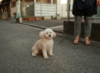 Hochzeitsgast Kleider Damen: Entdecke Traumhafte Styles für Feste
