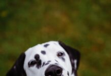 Abiball Kleider: Finde Dein Traumoutfit Für Unvergessliche Nächte!