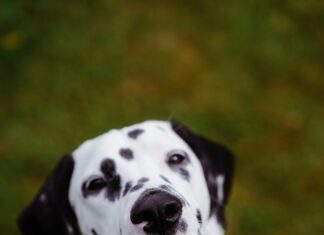 Abiball Kleider: Finde Dein Traumoutfit Für Unvergessliche Nächte!