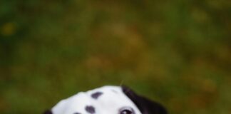 A Linien Kleid: Entdecke Die Vielseitigkeit Für Jeden Anlass!