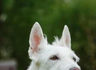 Elegantes Schwarzes Kleid: Der Ultimative Stilguide Für Jeden Anlass