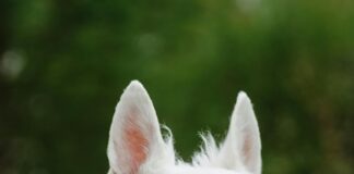 A Linie Kleid: Entdecke Die Vielseitigkeit Für Jeden Anlass