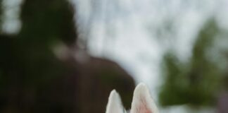 Asos.at Kleider: Entdecken Sie Die Geheimtipps Für Ihren Stil