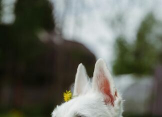 Asos.at Kleider: Entdecken Sie Die Geheimtipps Für Ihren Stil