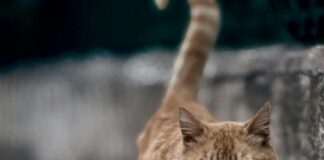 Heine Kleider Für Hochzeitsgäste: Stilvolle Looks Entdecken!