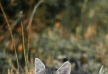 Damen Kleider Für Hochzeitsgäste: Stilvolle Auswahl Entdecken