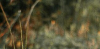 Jugendweihe Kleider Für 14-Jährige: Stilvolle Auswahl Entdecken