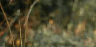 Jugendweihe Kleider Für 14-Jährige: Stilvolle Auswahl Entdecken