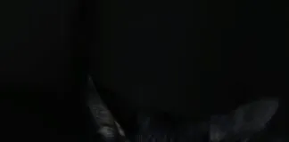 Kleid Bauch Kaschieren: Stilvolle Tipps Für Eine Elegante Silhouette