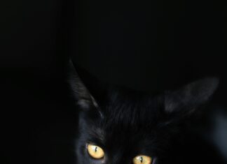 Kleid Bauch Kaschieren: Stilvolle Tipps Für Eine Elegante Silhouette