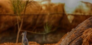 Kleid Für Hochzeit Als Gast: Stilvolle Ideen Für Deinen Auftritt