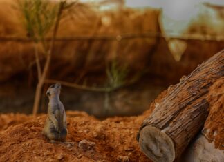 Kleid Für Hochzeit Als Gast: Stilvolle Ideen Für Deinen Auftritt
