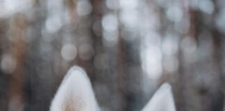 Kleider Für Eine Hochzeit: Finde Den Perfekten Look Für Dich!