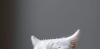 Zalando Kleider: Entdecken Sie Die Neueste Mode Für Jeden Anlass